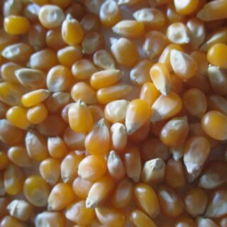 Grade A Raw Pop Corn