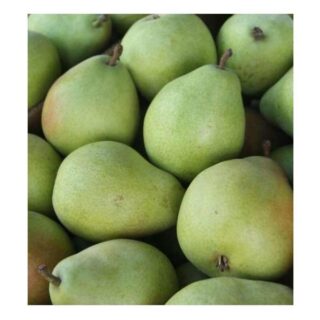 Natural Fruit Sweet Pears